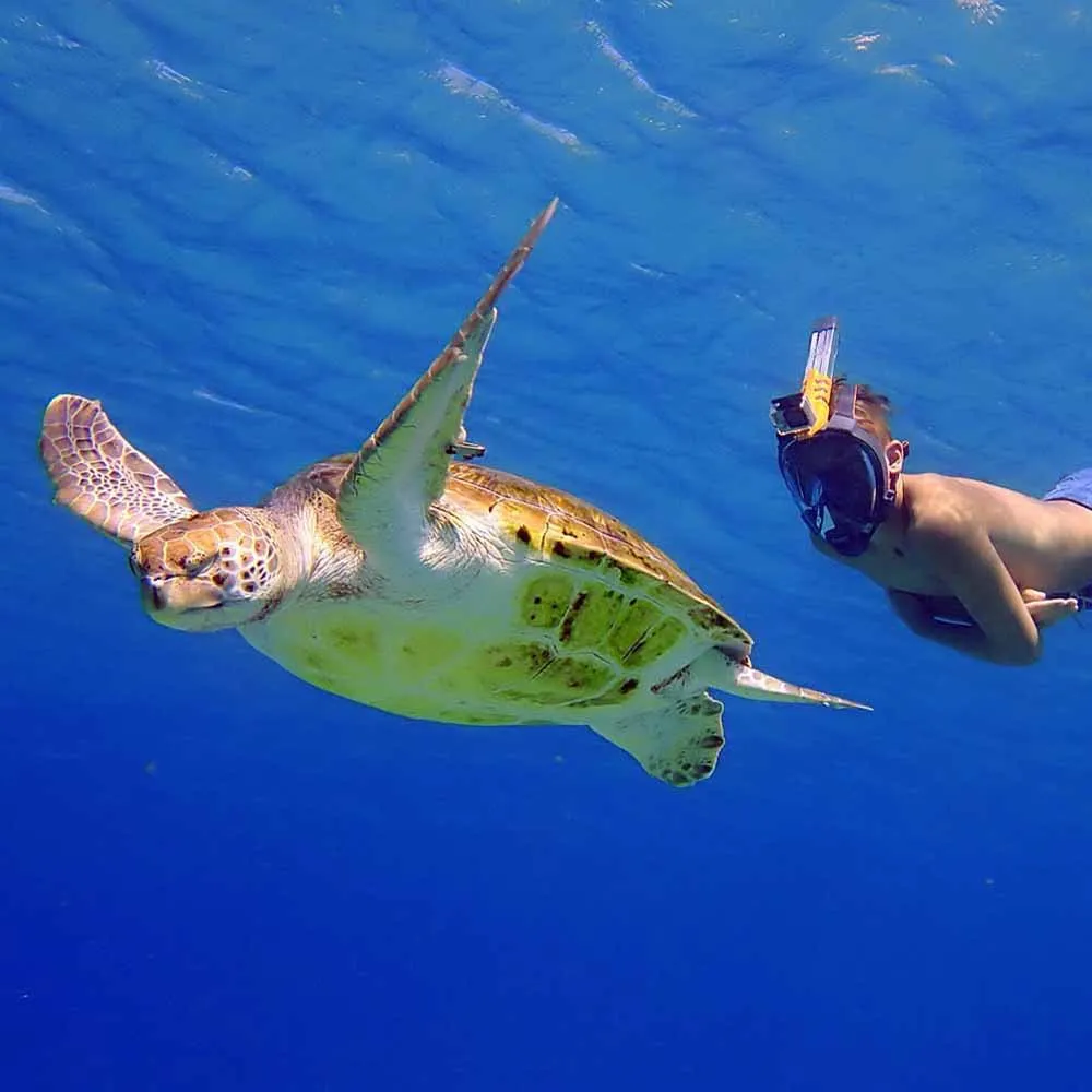 Aria QR+ Full Face Snorkeling Mask With Camera Holder 3 Aria QR+ Full Face Snorkeling Mask With Camera Holder - Image 3